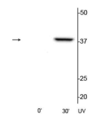 Western Blot: p38 alpha [p Thr180, p Tyr182] Antibody [NB500-138]